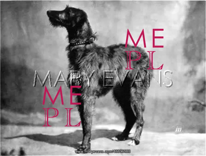 : HANNOVER / DEERHOUND : HANNOVER / DEERHOUND