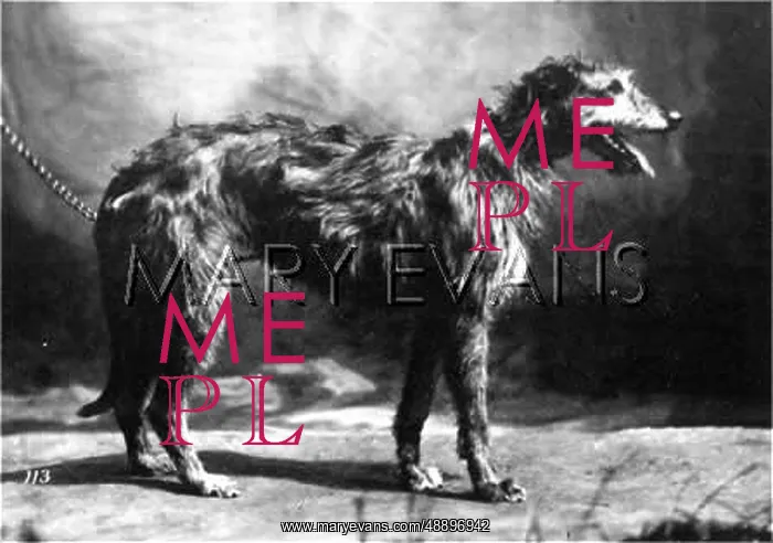 : HANNOVER / DEERHOUND : HANNOVER / DEERHOUND