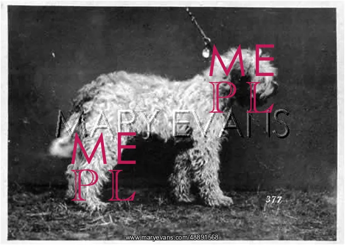 : HANNOVER / DOG SHOW / : HANNOVER / DOG SHOW /
