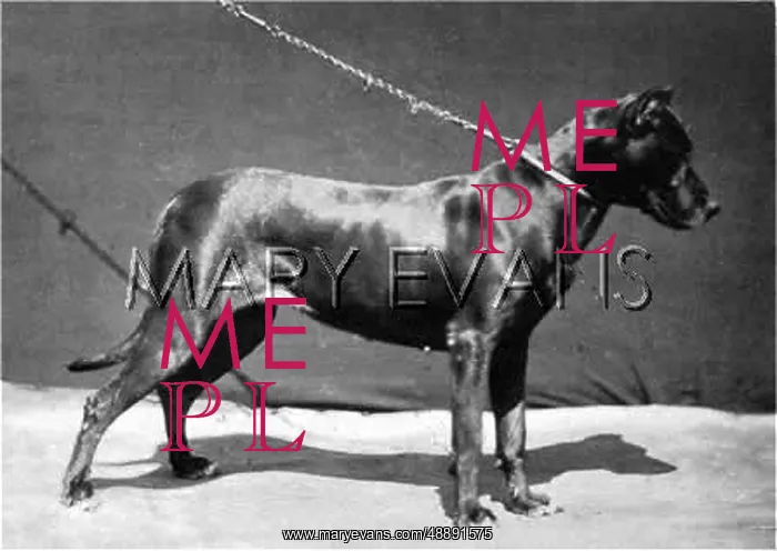  : HANNOVER / DOG SHOW / DANE
