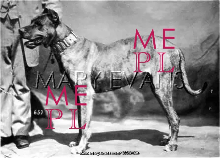  : HANNOVER / DOGSHOW / GT.DANE