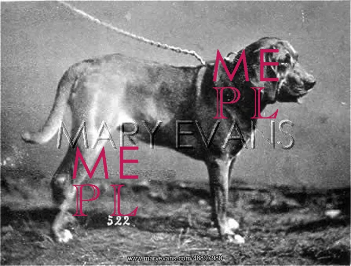 : HANNOVER / DOGSHOW / HOUND : HANNOVER / DOGSHOW / HOUND