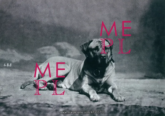: HANNOVER / DOGSHOW / MASTIFF : HANNOVER / DOGSHOW / MASTIFF