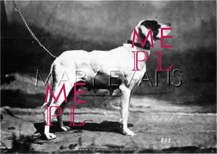 : HANNOVER / DOGSHOW / POINTER : HANNOVER / DOGSHOW / POINTER
