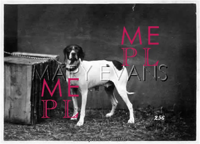 : HANNOVER / DOGSHOW / POINTER : HANNOVER / DOGSHOW / POINTER