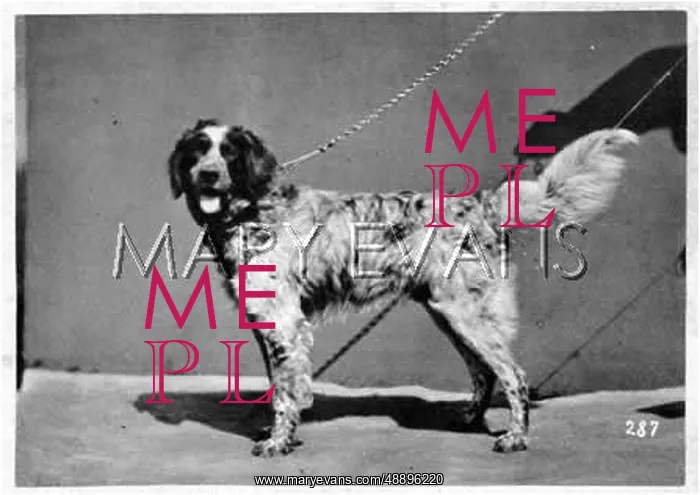 : HANNOVER / DOGSHOW / SETTER : HANNOVER / DOGSHOW / SETTER