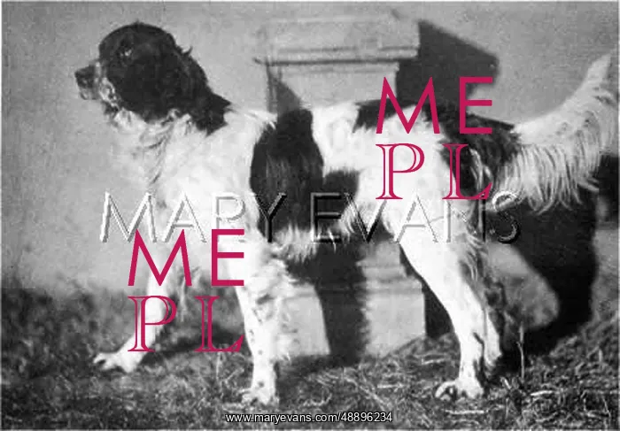 : HANNOVER / DOGSHOW / SETTER : HANNOVER / DOGSHOW / SETTER