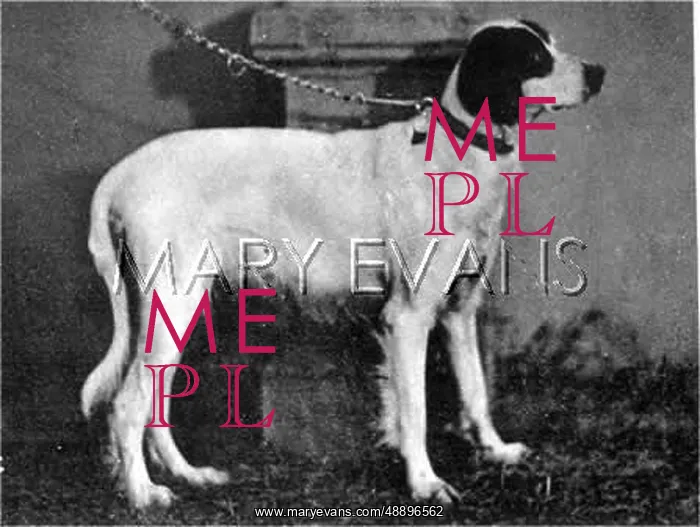 : HANNOVER / DOGSHOW / SETTER : HANNOVER / DOGSHOW / SETTER