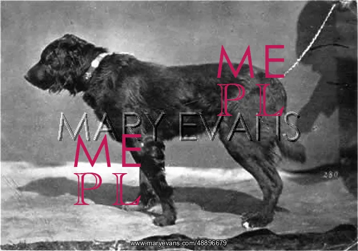 : HANNOVER / DOGSHOW / SETTER : HANNOVER / DOGSHOW / SETTER