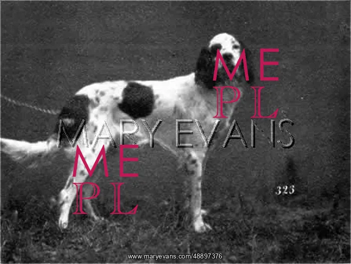 : HANNOVER / DOGSHOW / SETTER : HANNOVER / DOGSHOW / SETTER