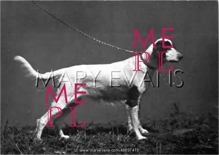 : HANNOVER / DOGSHOW / SETTER : HANNOVER / DOGSHOW / SETTER