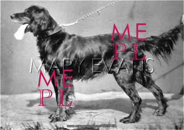 : HANNOVER / DOGSHOW / SETTER : HANNOVER / DOGSHOW / SETTER