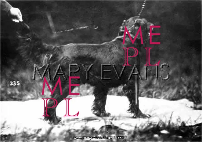 : HANNOVER / DOGSHOW / SETTER : HANNOVER / DOGSHOW / SETTER