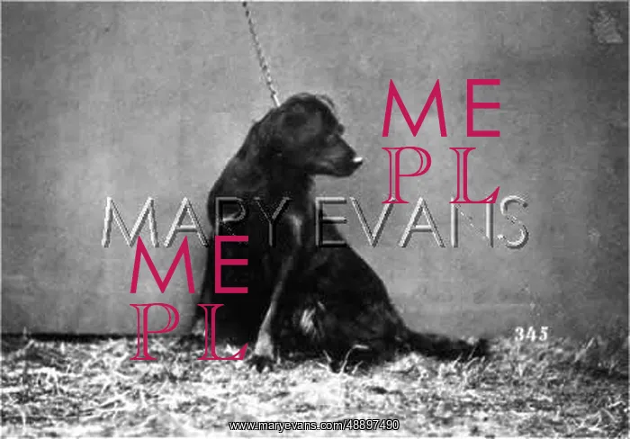 : HANNOVER / DOGSHOW / SETTER : HANNOVER / DOGSHOW / SETTER