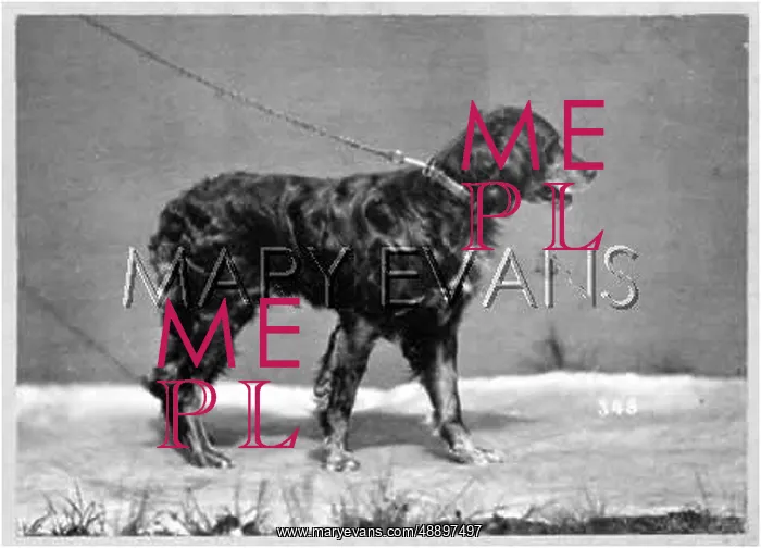: HANNOVER / DOGSHOW / SETTER : HANNOVER / DOGSHOW / SETTER