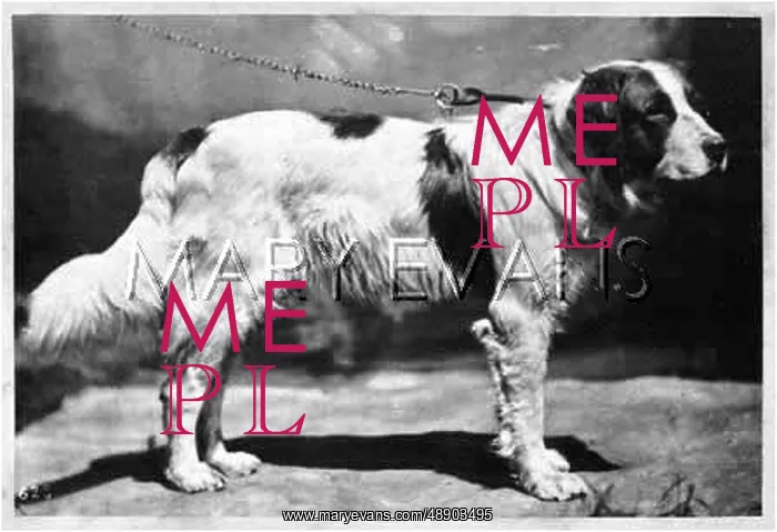 : HANNOVER / DOGSHOW / ST.BERN : HANNOVER / DOGSHOW / ST.BERN