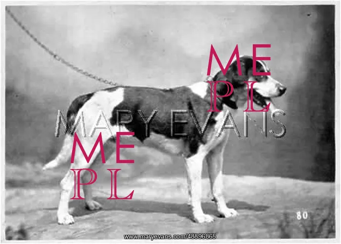 : HANNOVER / FOXHOUND : HANNOVER / FOXHOUND