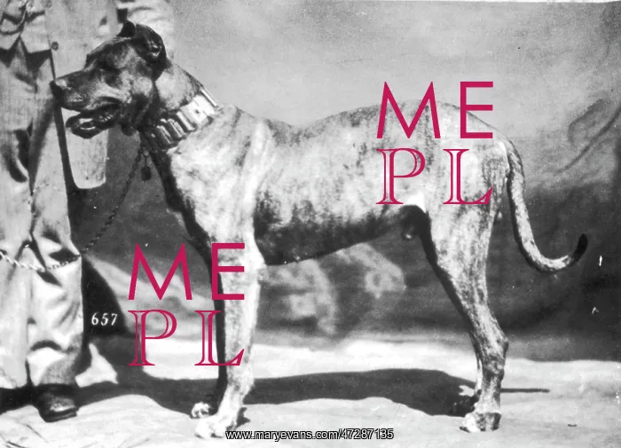  : HANNOVER / GREAT DANE
