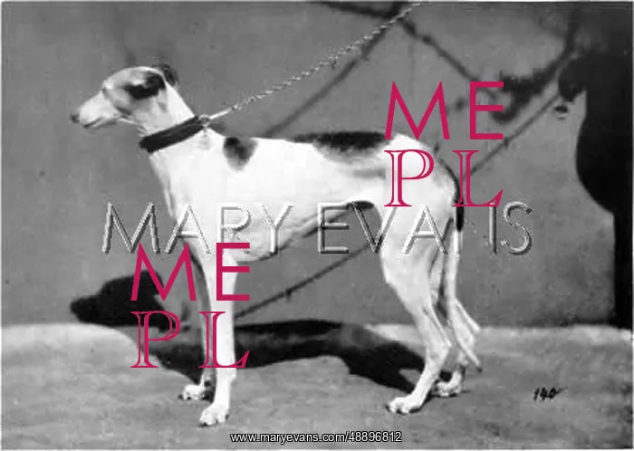 : HANNOVER / GREYHOUND : HANNOVER / GREYHOUND