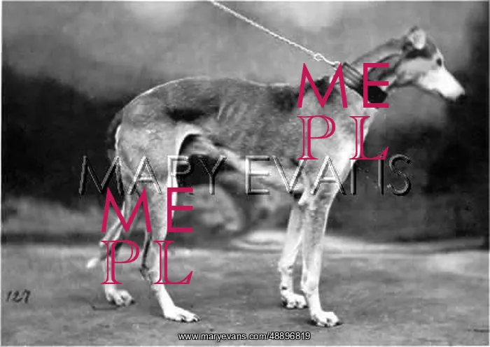 : HANNOVER / GREYHOUND : HANNOVER / GREYHOUND