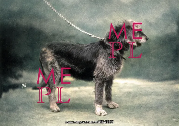 : HANNOVER / OTTERHOUND : HANNOVER / OTTERHOUND
