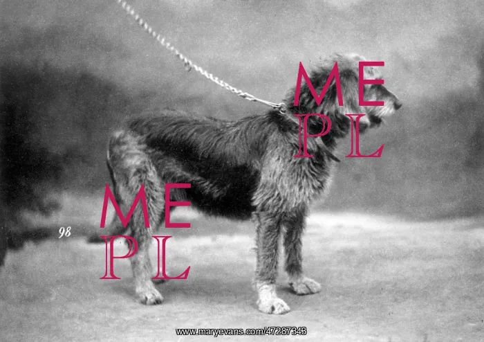 : HANNOVER / OTTERHOUND : HANNOVER / OTTERHOUND