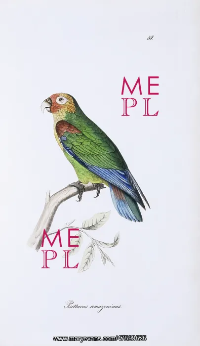 : Hapalopsittaca amazonina, rusty-faced parrot : Hapalopsittaca amazonina, rusty-faced parrot