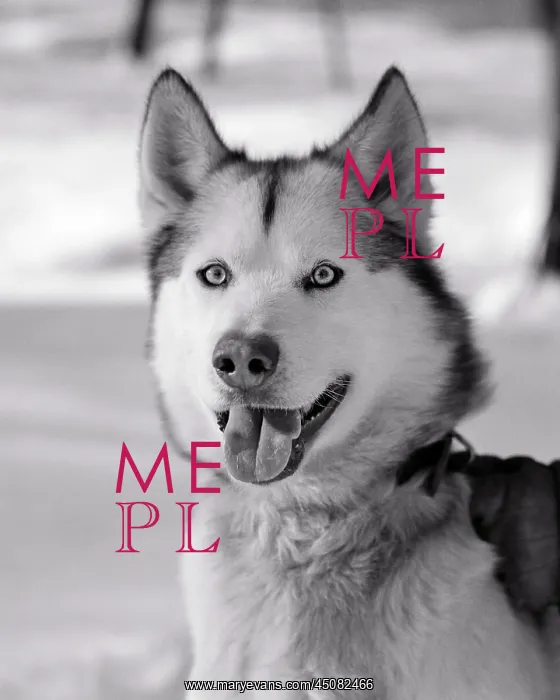 : Happy Eager Face of Eskimo Sled Dog an Alaskan : Happy Eager Face of Eskimo Sled Dog an Alaskan