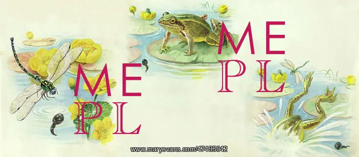 : The Happy Tadpole - & dragonfly, waterlilies : The Happy Tadpole - & dragonfly, waterlilies