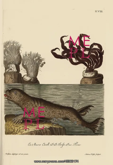 : Harbor seal, Phoca vitulina, green algae : Harbor seal, Phoca vitulina, green algae