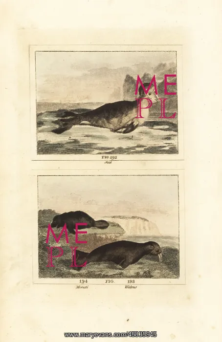 : Harbour seal, manatee and walrus : Harbour seal, manatee and walrus
