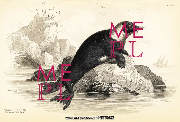 : Harbour seal, Phoca vitulina : Harbour seal, Phoca vitulina
