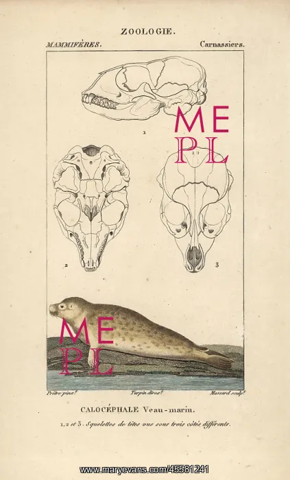: Harbour seal, Phoca vitulina, with sections through skull : Harbour seal, Phoca vitulina, with sections through skull