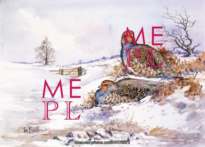  : Hard Days of Winter ' partridges