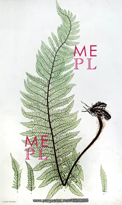 : Hard Shield Fern : Hard Shield Fern
