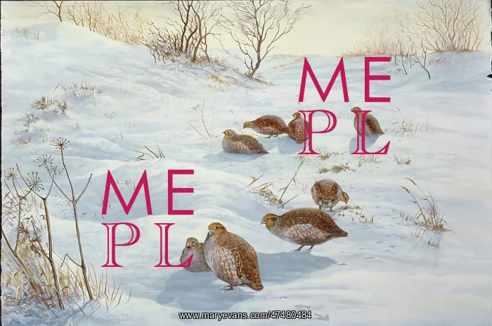 : Hard Times ' partridges in snow : Hard Times ' partridges in snow