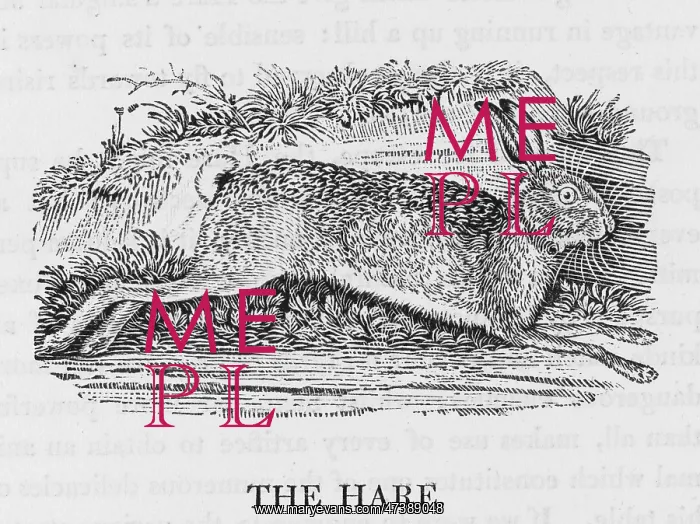 : HARE (BEWICK) : HARE (BEWICK)