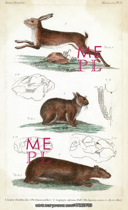  : HARE  /  COMMON C1830