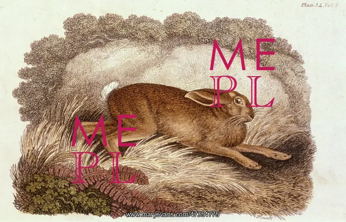  : HARE  /  HOWITT C1805