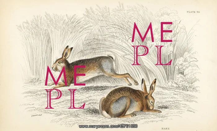 : Hare, Lepus timidus : Hare, Lepus timidus