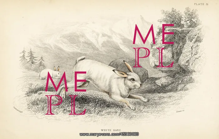 : Hare, Lepus timidus in winter pelage : Hare, Lepus timidus in winter pelage