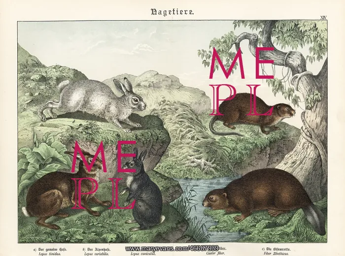 : Hare, rabbit, beaver and muskrat : Hare, rabbit, beaver and muskrat