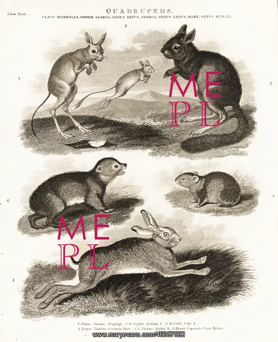  : Hare, springhare, jerboa and hyrax species