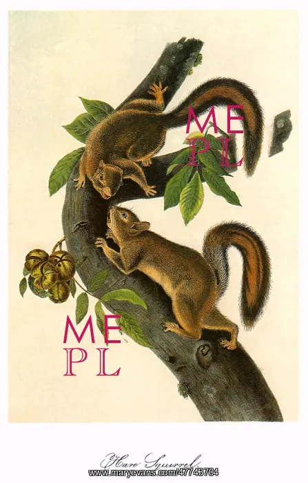  : Hare Squirrels