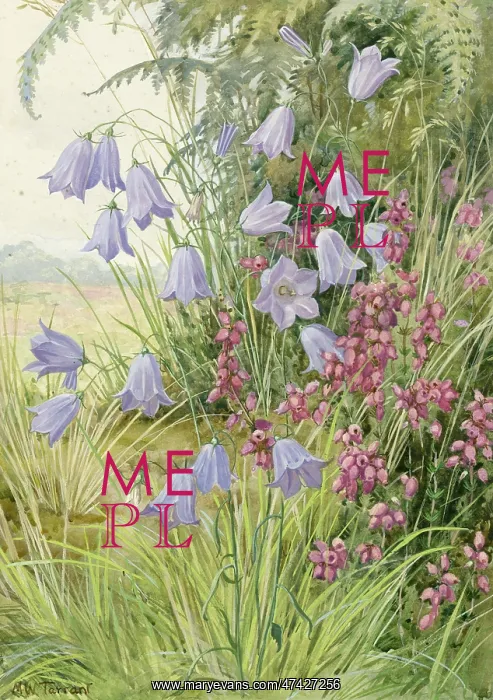: Harebell and Bell Heather in landscape setting : Harebell and Bell Heather in landscape setting