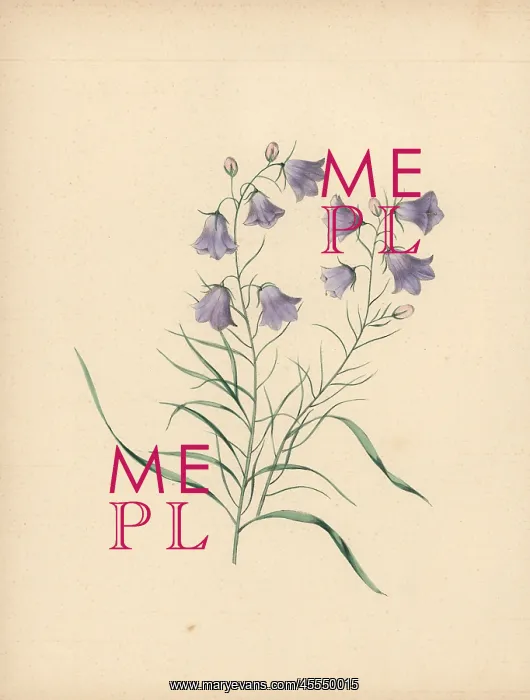: Harebell, Campanula rotundifolia : Harebell, Campanula rotundifolia