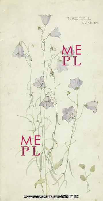  : Harebell sketch