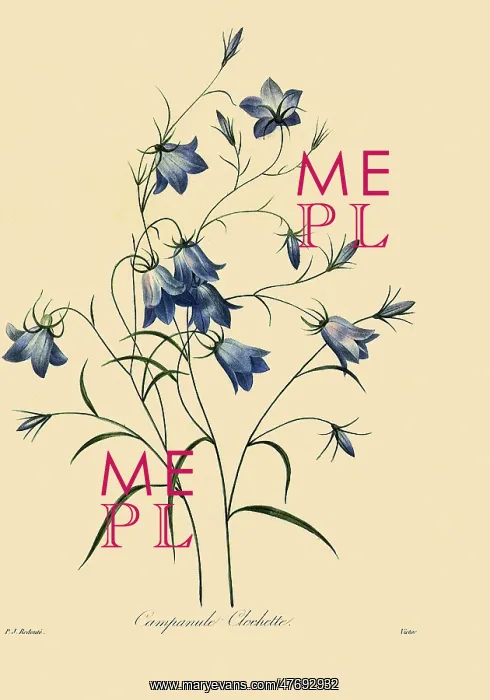 : Harebells or Blue Bells : Harebells or Blue Bells