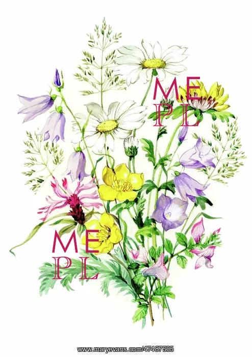 : Harebells, dog daisies, silverweed etc : Harebells, dog daisies, silverweed etc