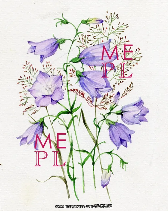  : Harebells and grasses